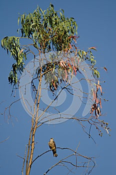 Eleonora`s falcon Falco eleonorae on a eucalyptus branch.