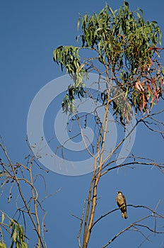 Eleonora`s falcon Falco eleonorae on a eucalyptus branch.