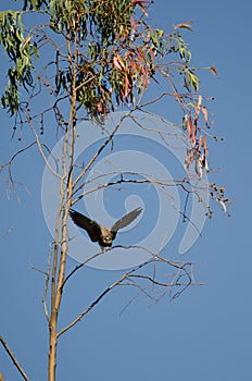 Eleonora`s falcon Falco eleonorae on a eucalyptus branch.