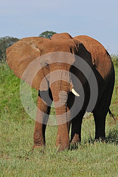 Elepants in wild photo
