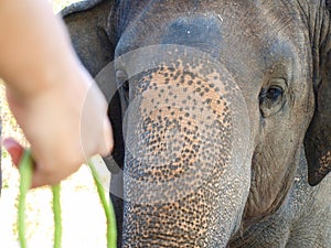 The elephan hungry in the zoo