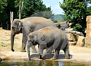 Elephans