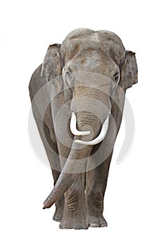 Elephant 1 photo