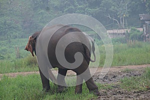 Elephant