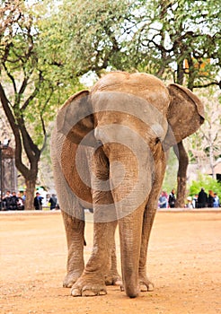 Elephant