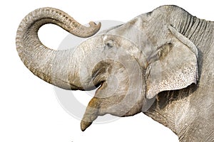 Elefant 