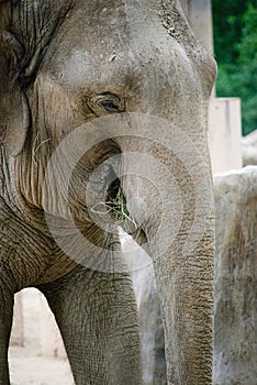 Elephant