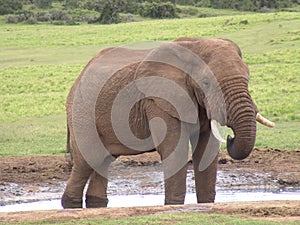 The Elephant photo