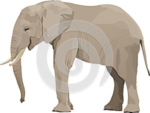 Elephant photo