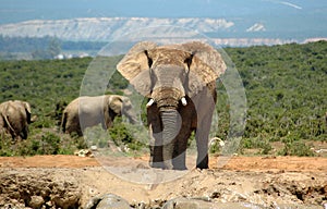 Elephant photo