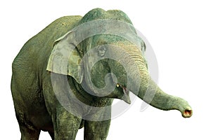 Un elefante 