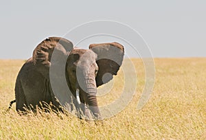 Elephant