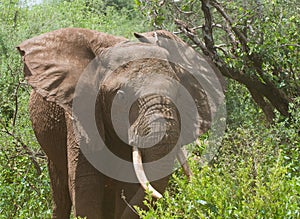 Elephant
