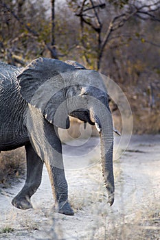 Elephant