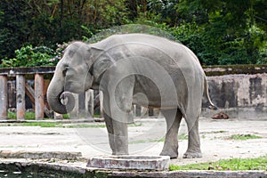 Elephant