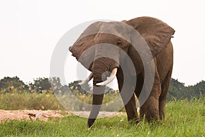 Elephant