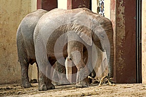 Elephant