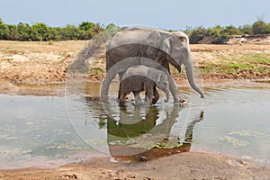 Elephant
