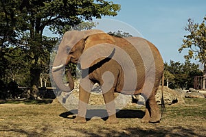 Elephant 2