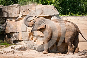 Elephant