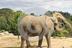 Elephant