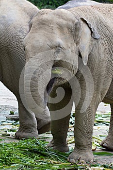 Elephant