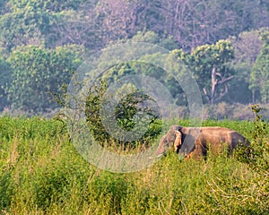 An Elephant