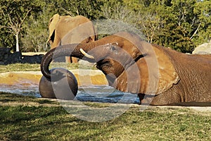 Elephant 3