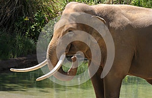 Elephant