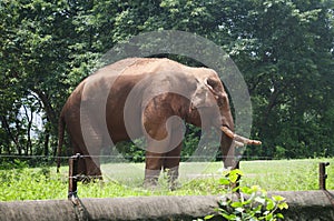 Elephant