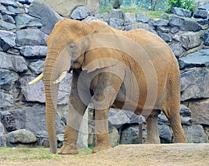 Elephant