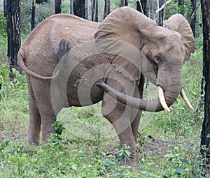 Elephant