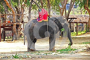 Elephant