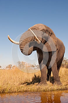 Elephant