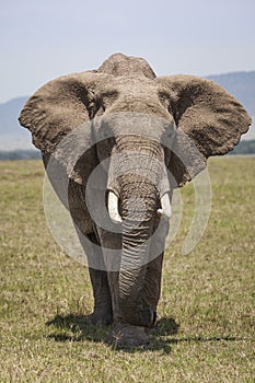 Elephant