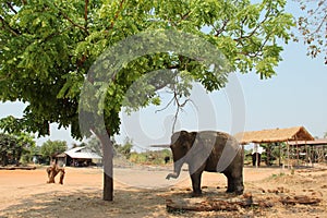 Elephant