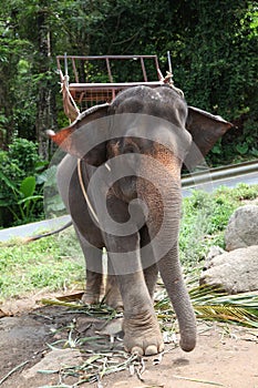 Elephant.