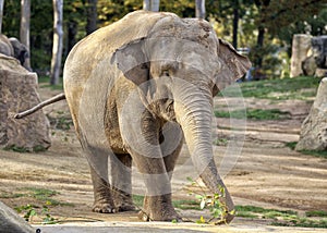 Elephant