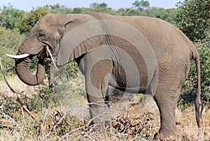 Elephant