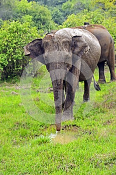 Elephant