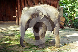 Elephant