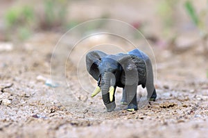 An elephant