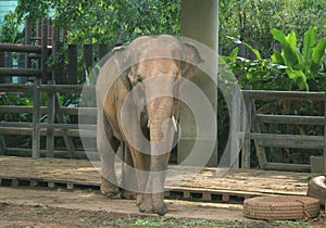 Elephant