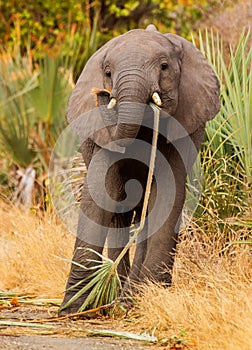 Elephant