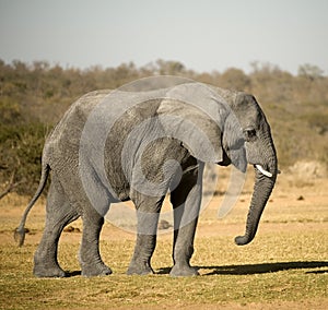 Elephant