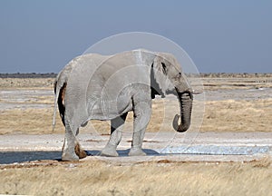 Elephant