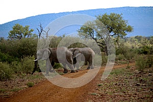 Elephant