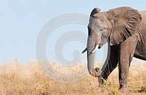 Elephant