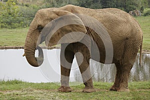 Elephant