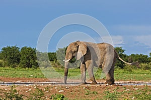 Elephant